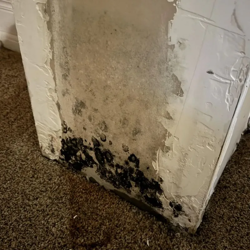 Professional Mold Removal in Mamou, LA